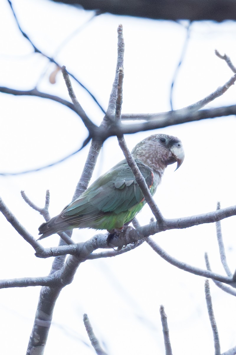 Brown-necked Parrot (Gray-headed) - ML625883901