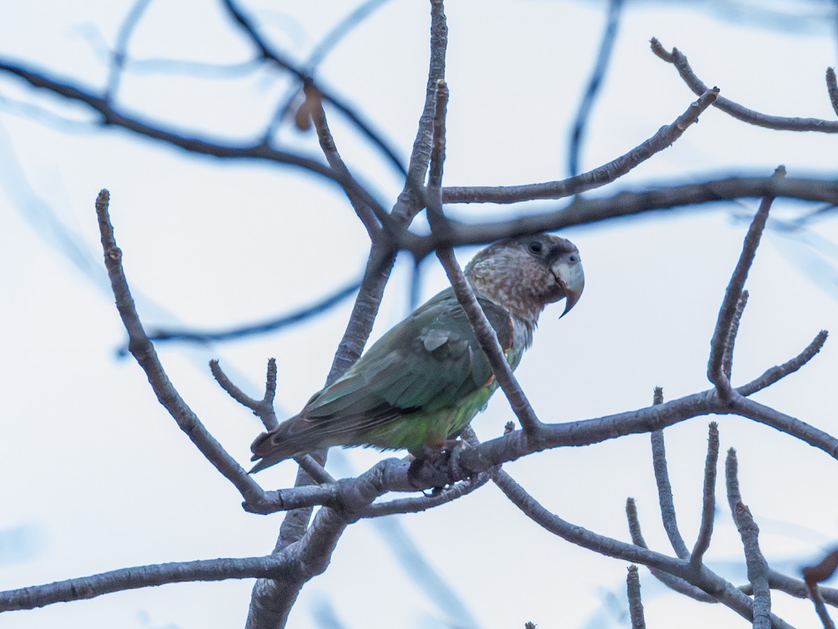 Brown-necked Parrot (Gray-headed) - ML625883902