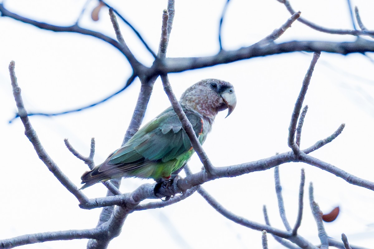 Brown-necked Parrot (Gray-headed) - ML625883903