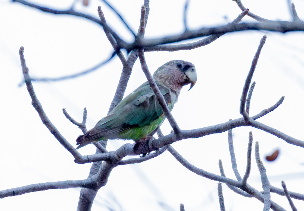 Brown-necked Parrot (Gray-headed) - ML625883904