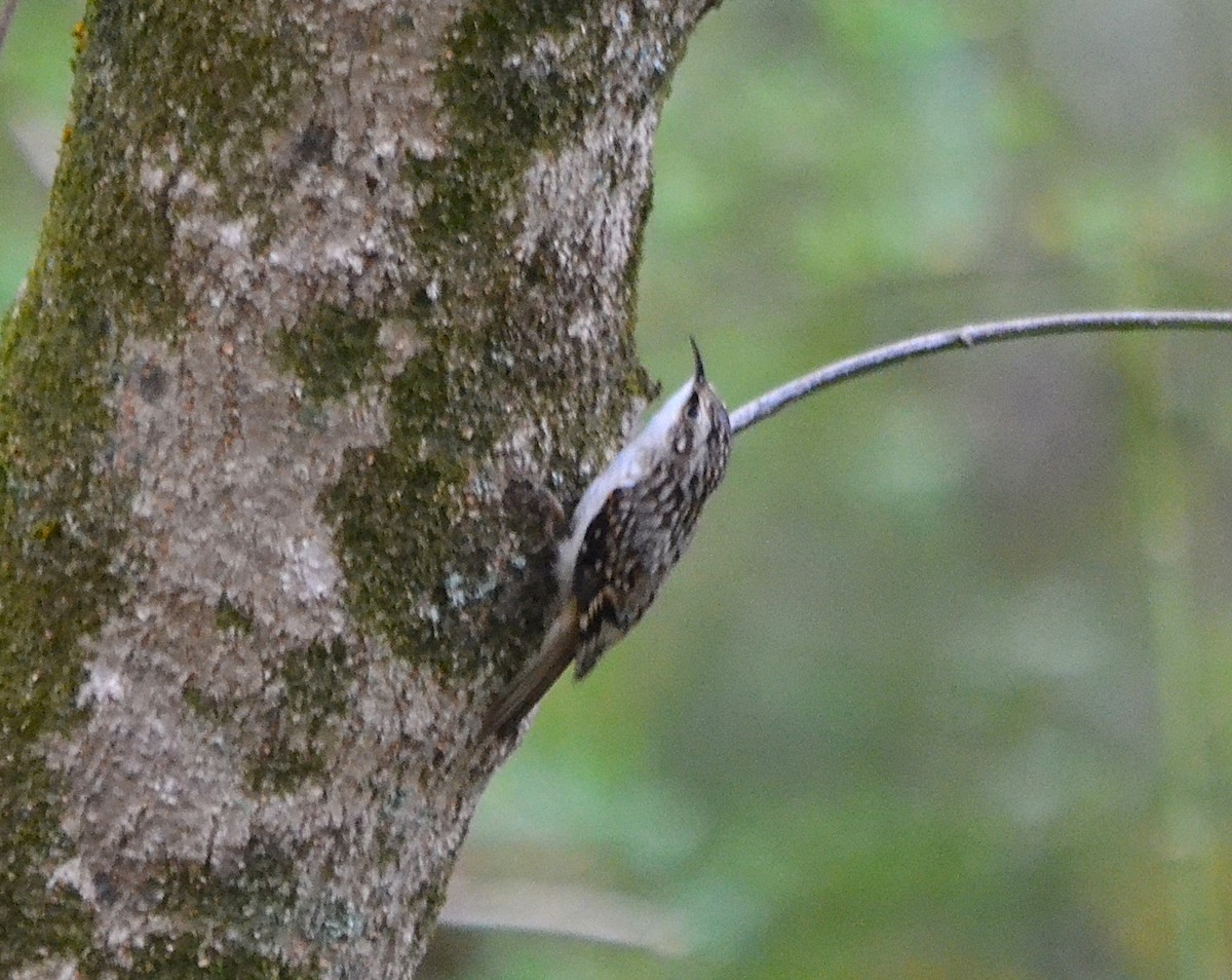 Brown Creeper - ML625883936