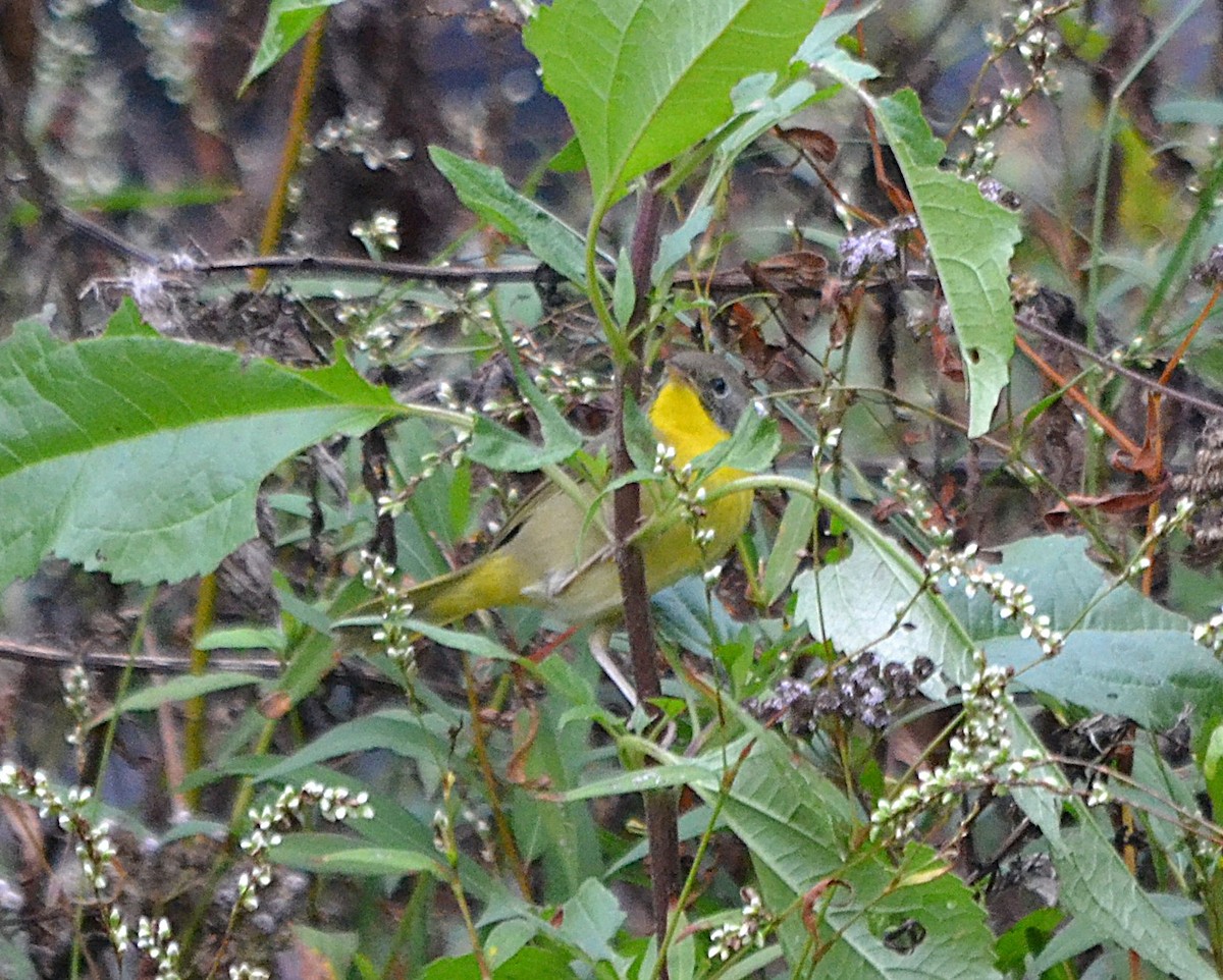 Common Yellowthroat - ML625883950
