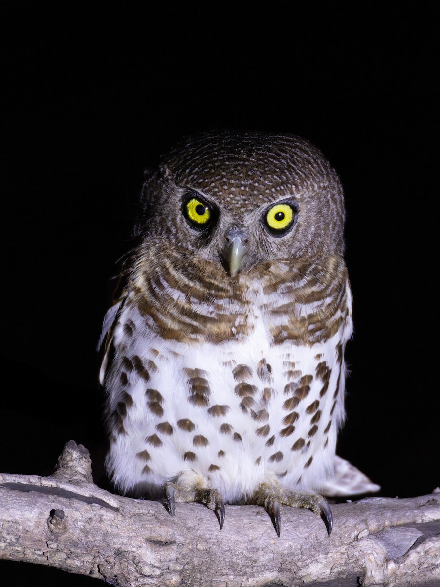 African Barred Owlet - ML625883966