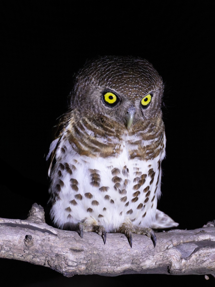 African Barred Owlet - ML625883967