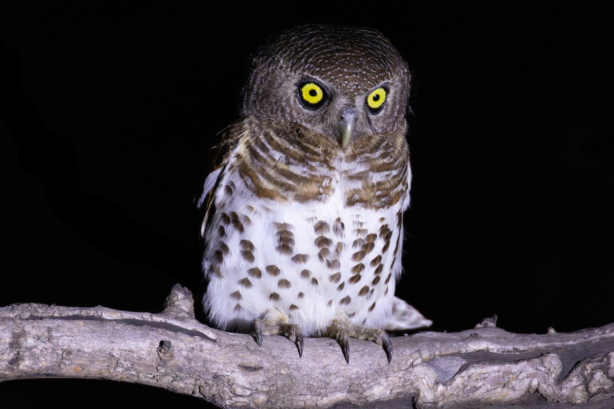 African Barred Owlet - ML625883968