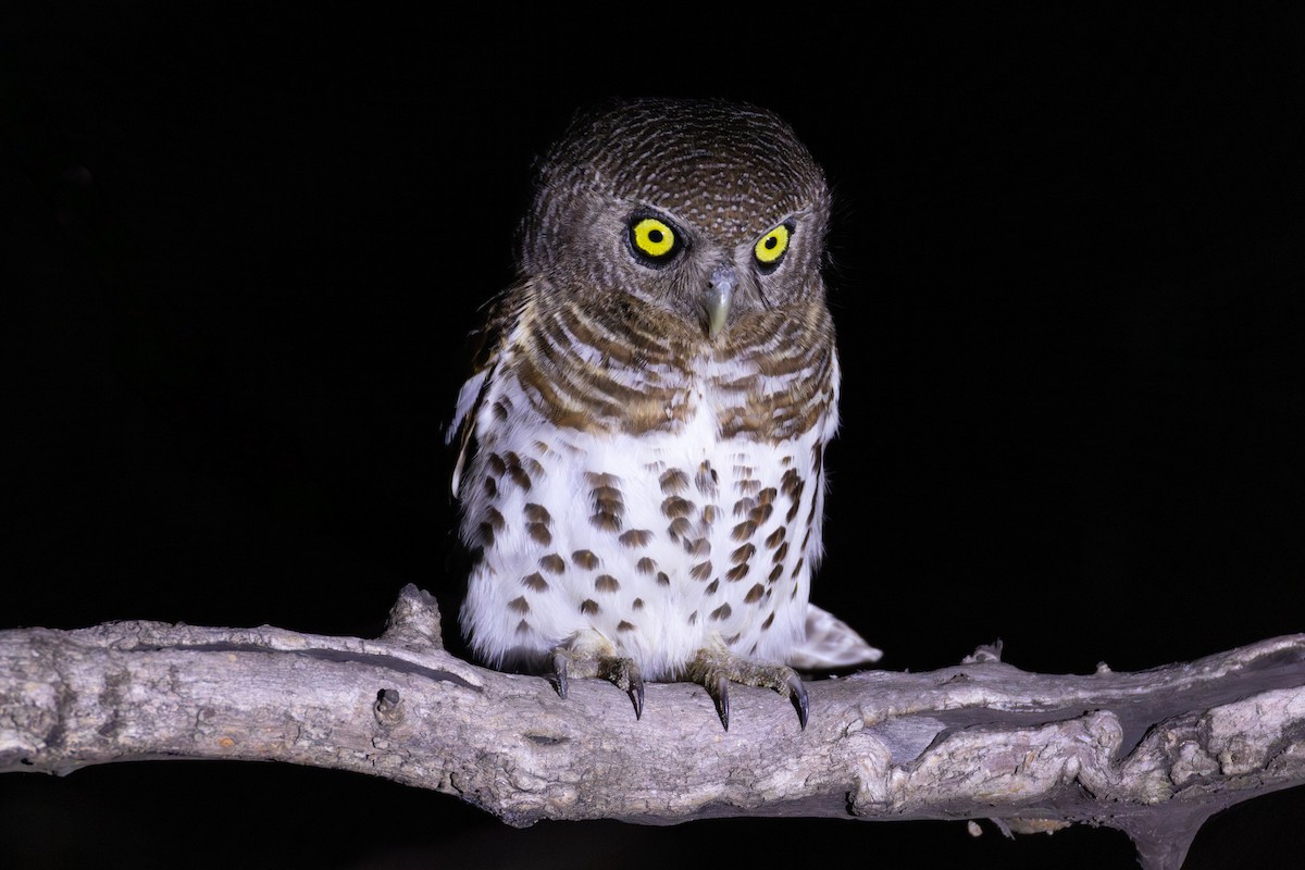 African Barred Owlet - ML625883969