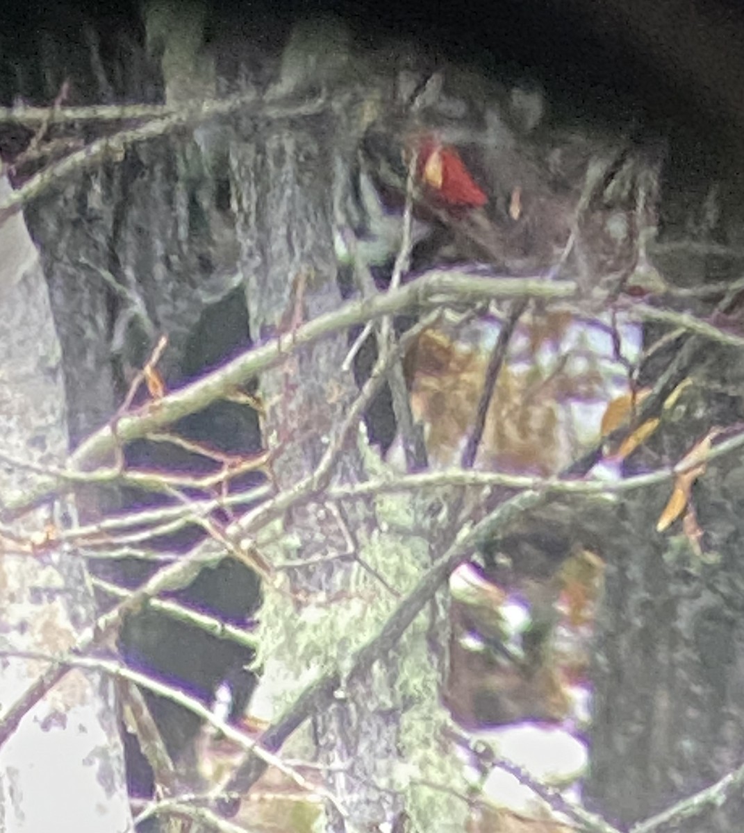 Pileated Woodpecker - ML625884005