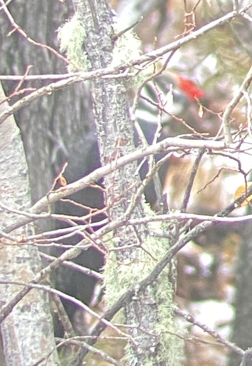 Pileated Woodpecker - ML625884006