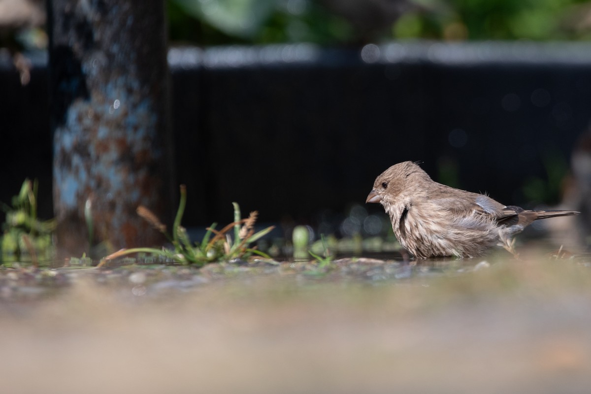House Finch - ML625884027