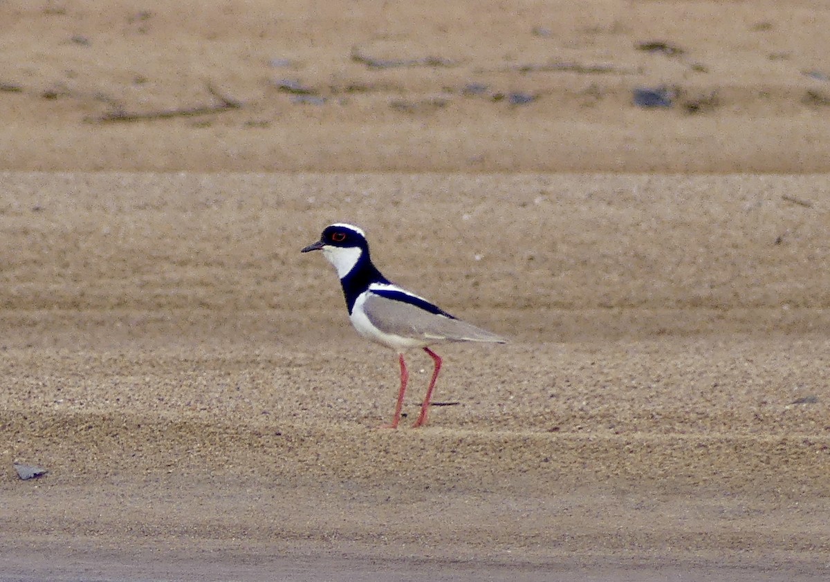 Pied Plover - ML625884070