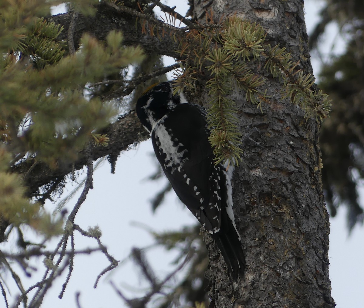 American Three-toed Woodpecker - ML625884095