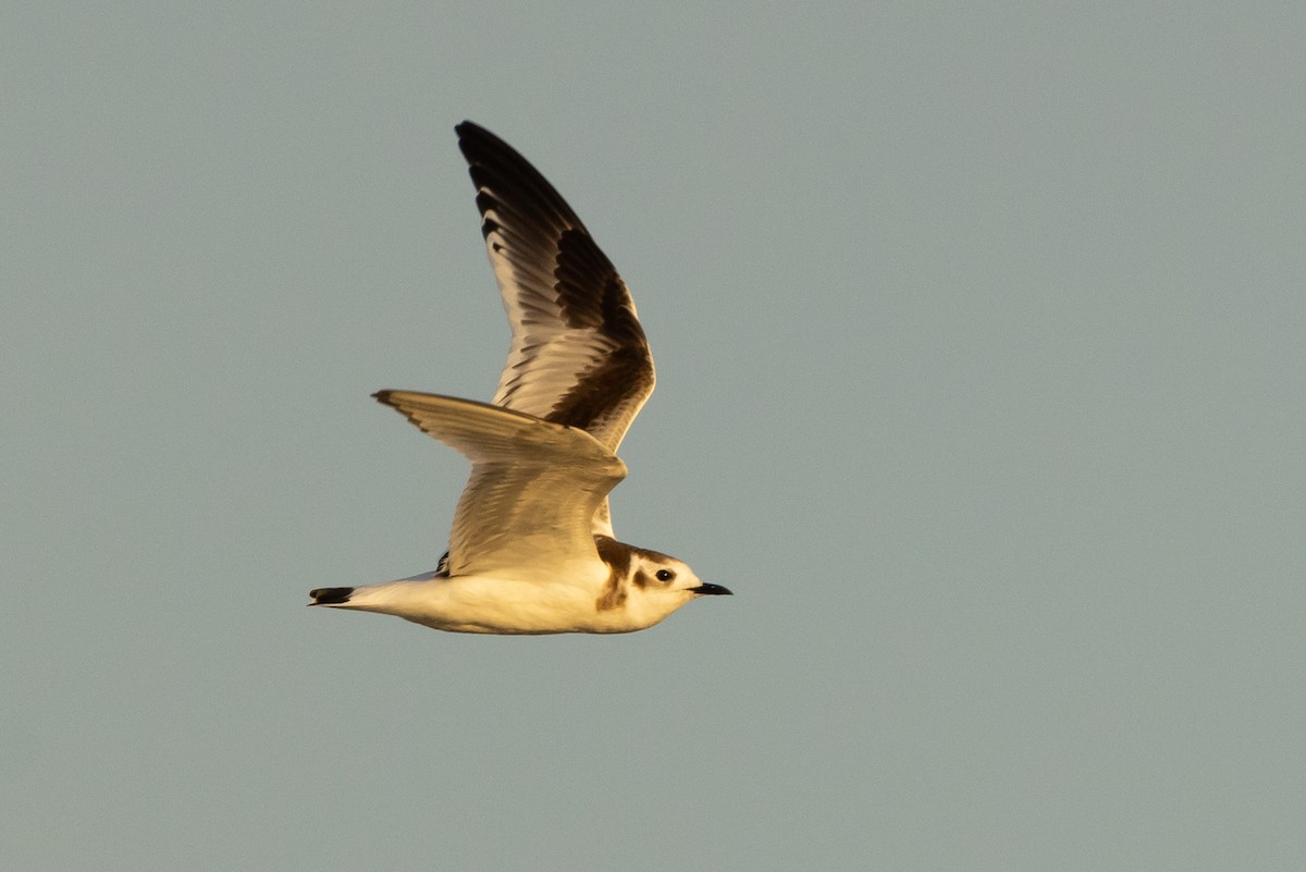 Gaviota Enana - ML625884191