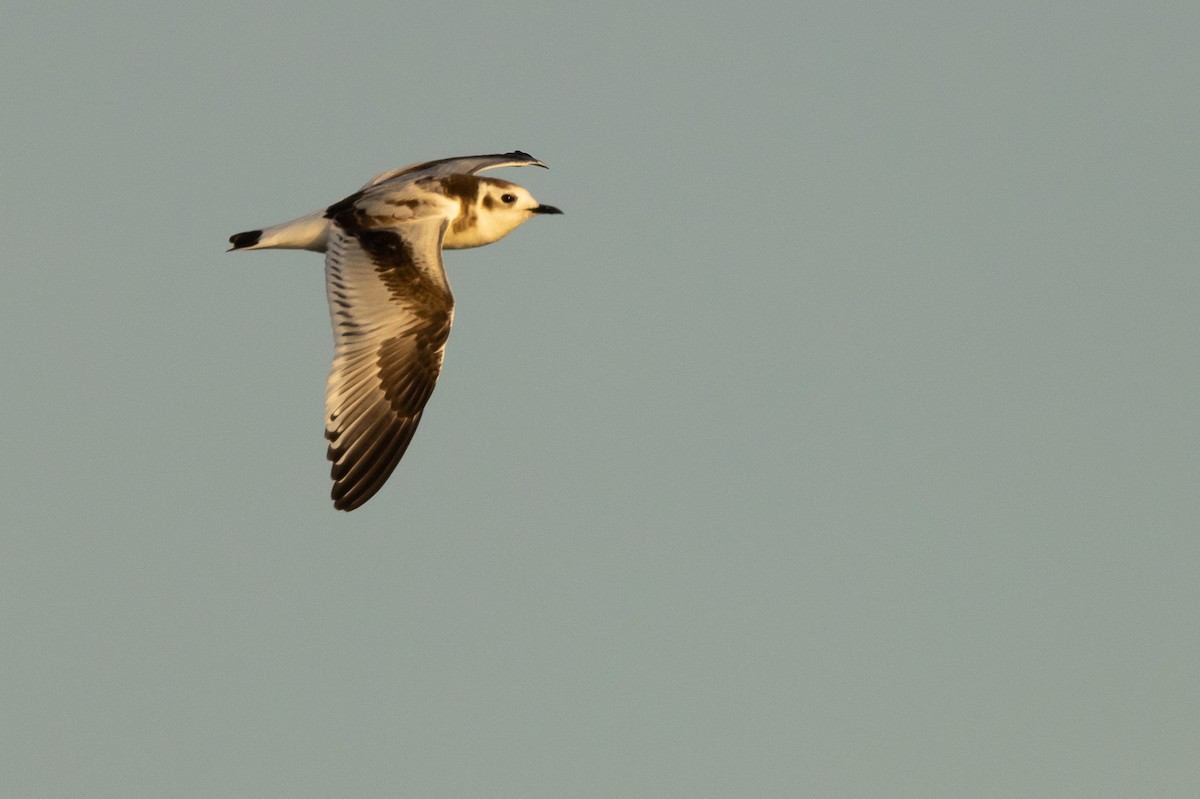 Gaviota Enana - ML625884192