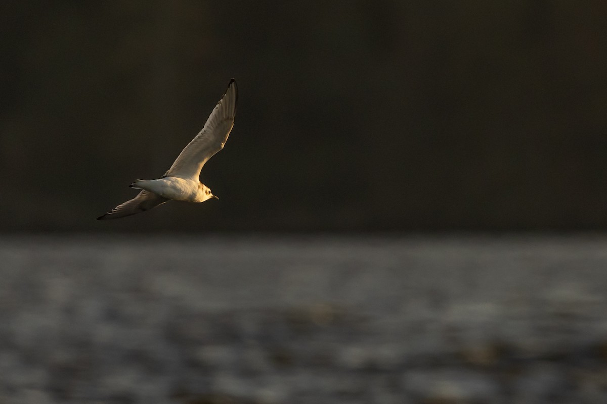 Gaviota Enana - ML625884194