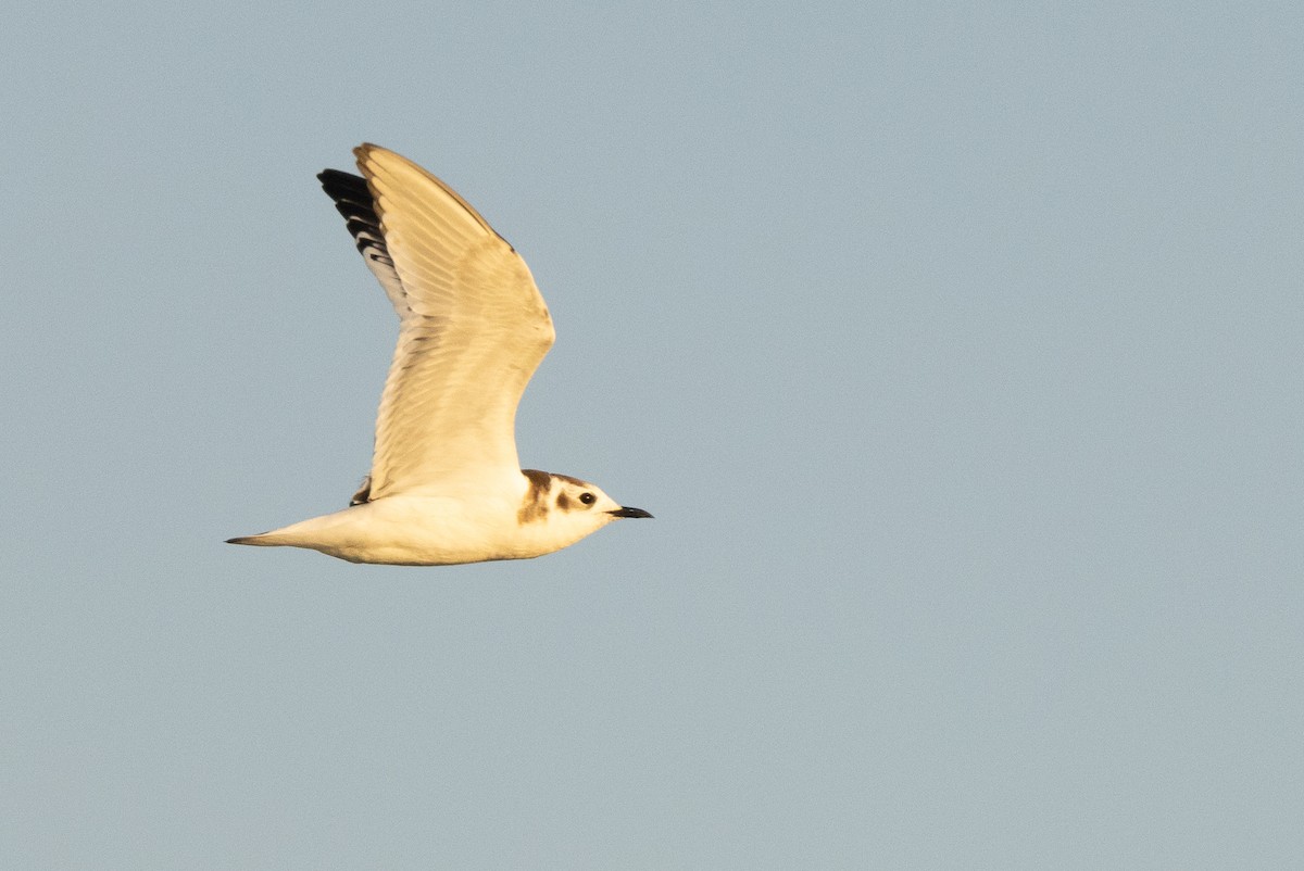 Gaviota Enana - ML625884195