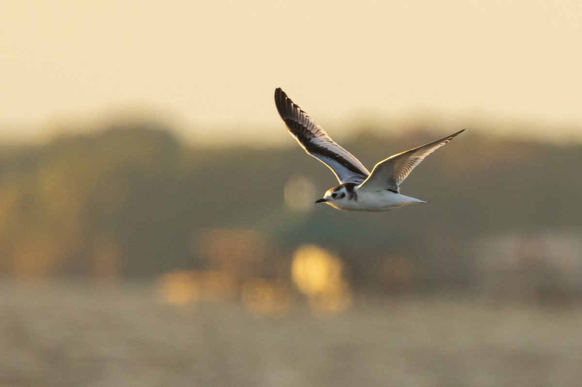 Gaviota Enana - ML625884196