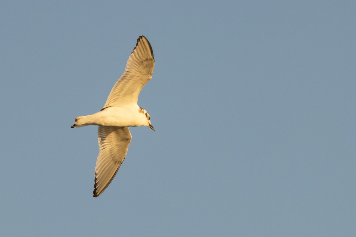 Gaviota Enana - ML625884198