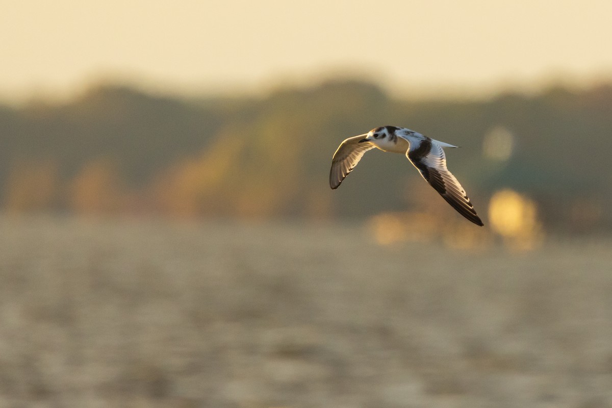 Gaviota Enana - ML625884200