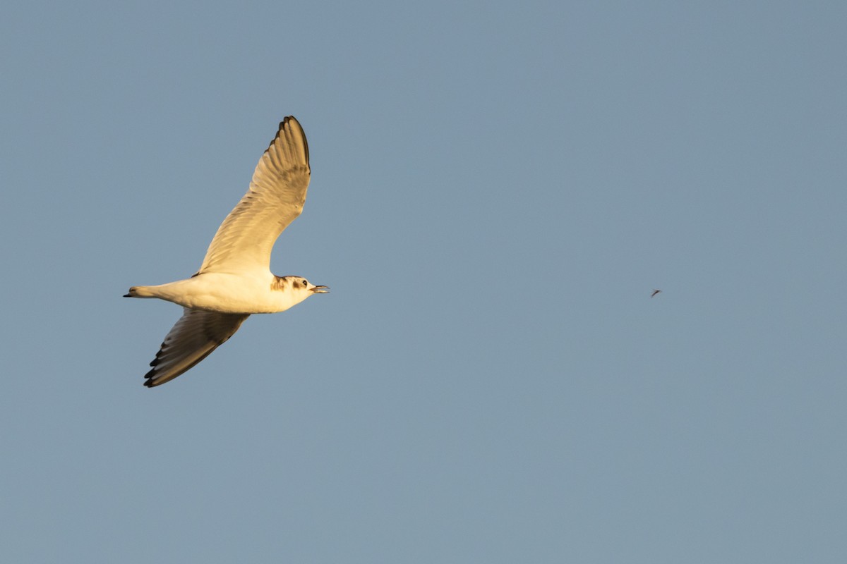 Gaviota Enana - ML625884201