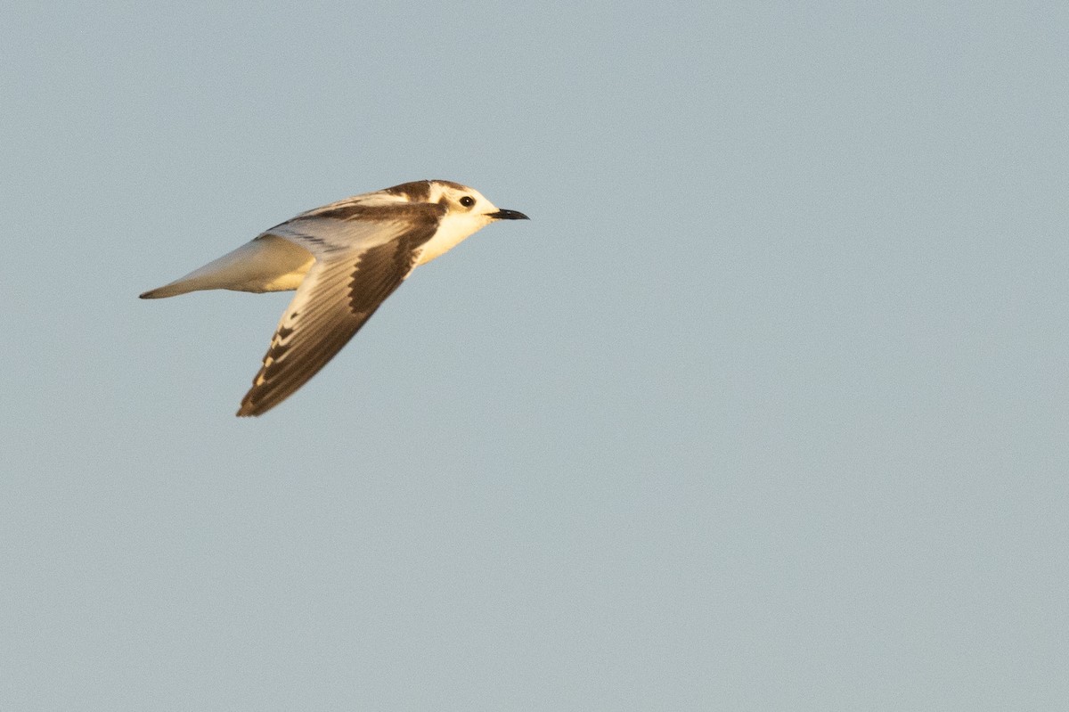 Gaviota Enana - ML625884208