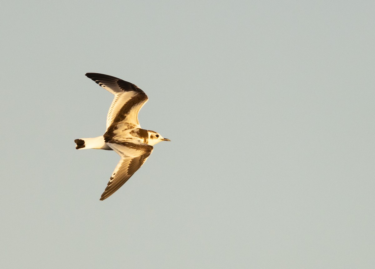 Gaviota Enana - ML625884209