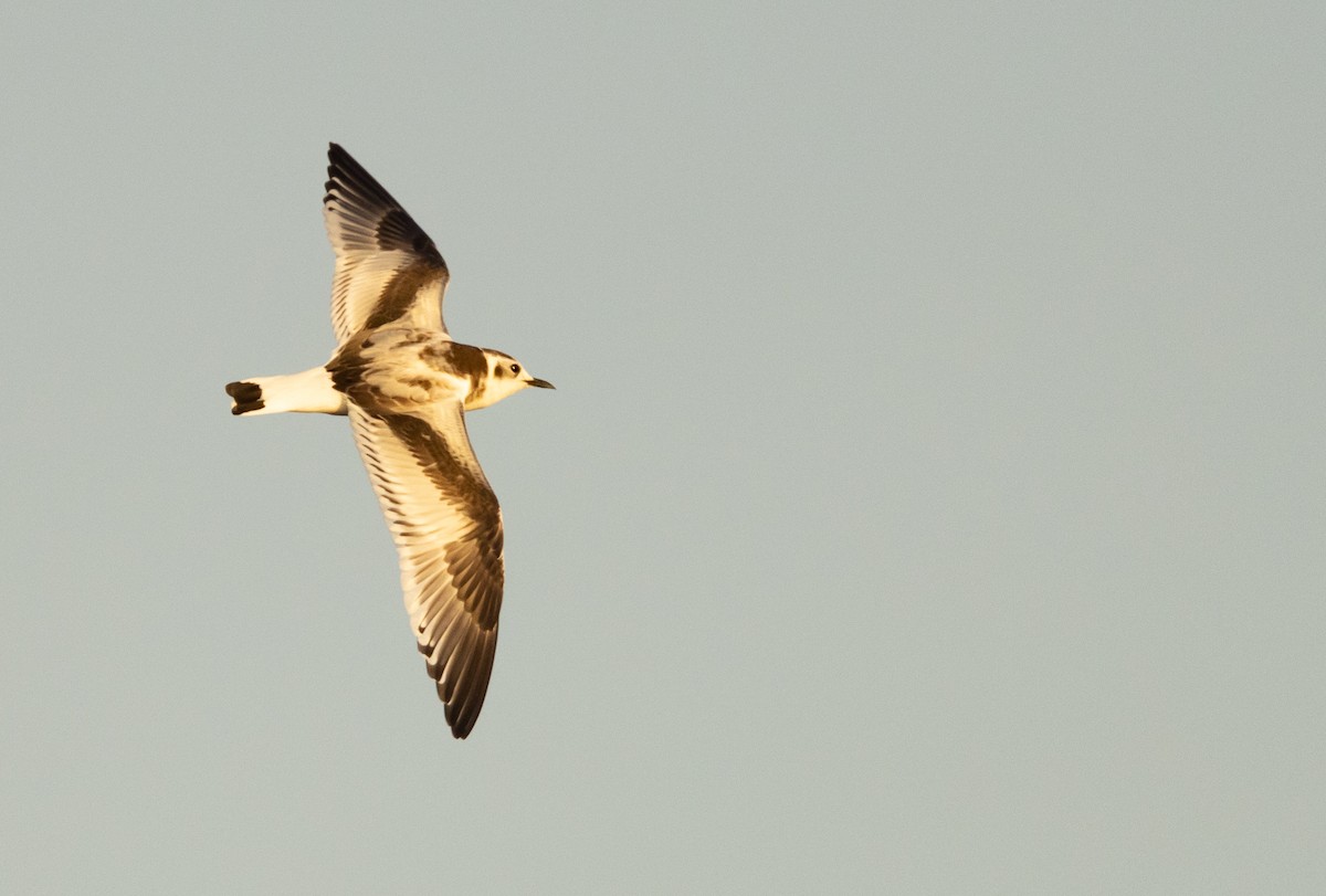 Gaviota Enana - ML625884210