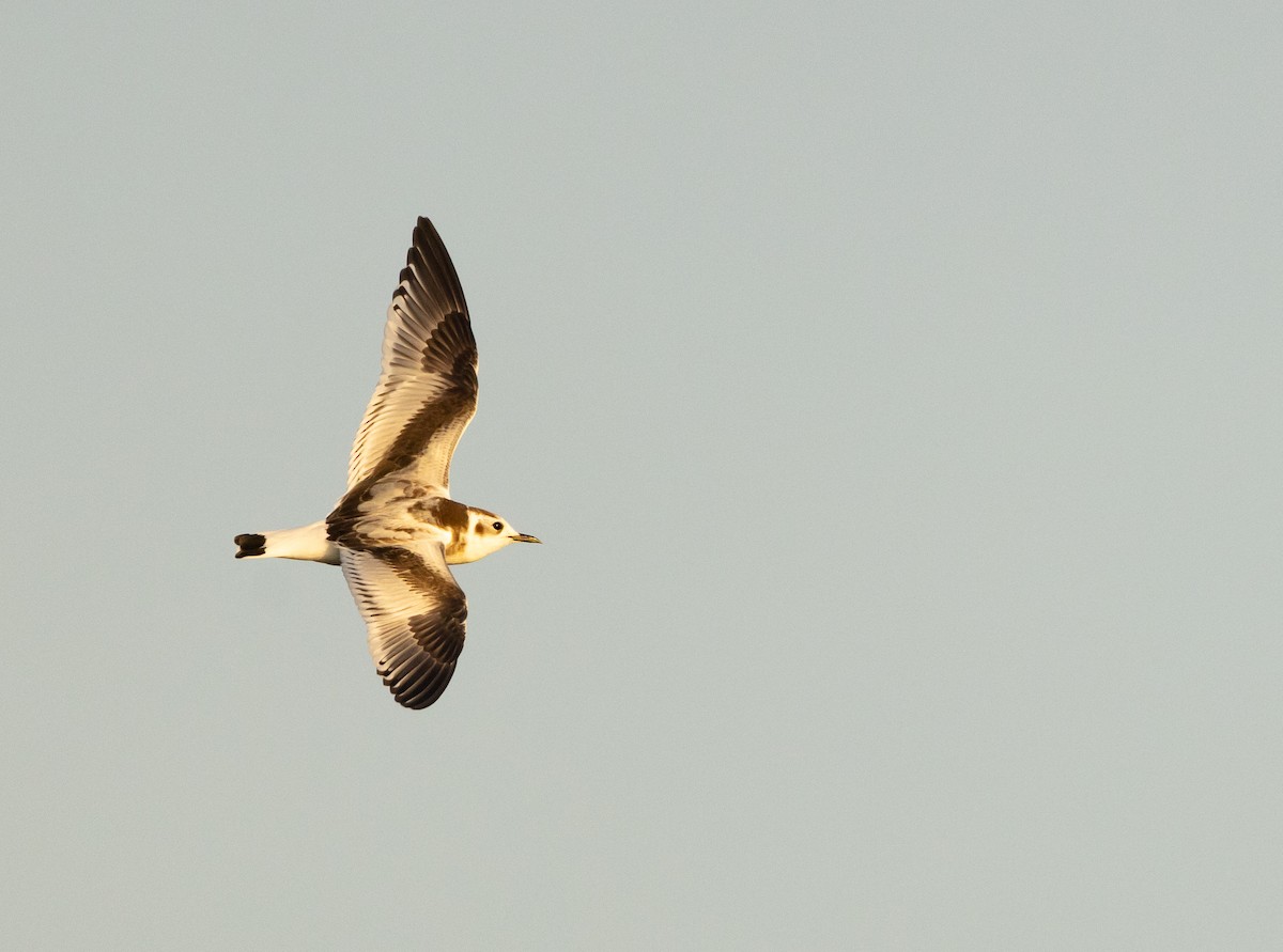 Gaviota Enana - ML625884211