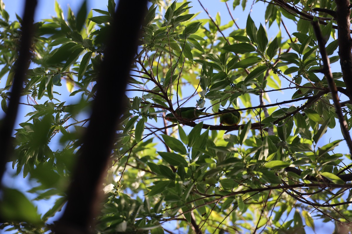 charmozin palmový - ML625884318