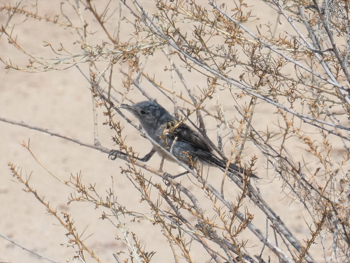 California Gnatcatcher - ML625884361