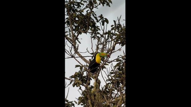 Keel-billed Toucan - ML625884375