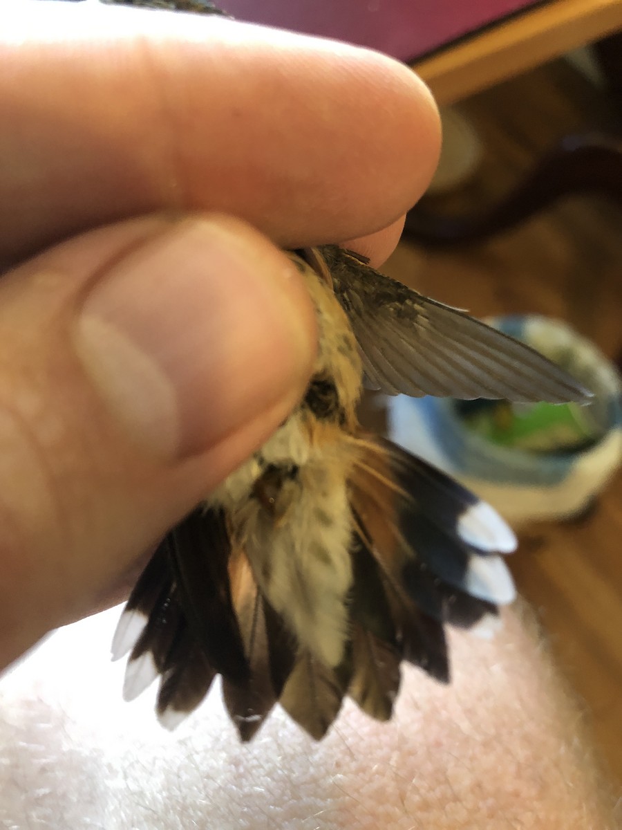 Black-chinned x Allen's Hummingbird (hybrid) - ML625884449