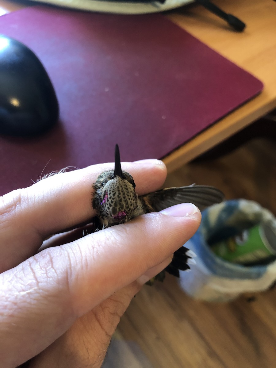 Black-chinned x Allen's Hummingbird (hybrid) - ML625884450