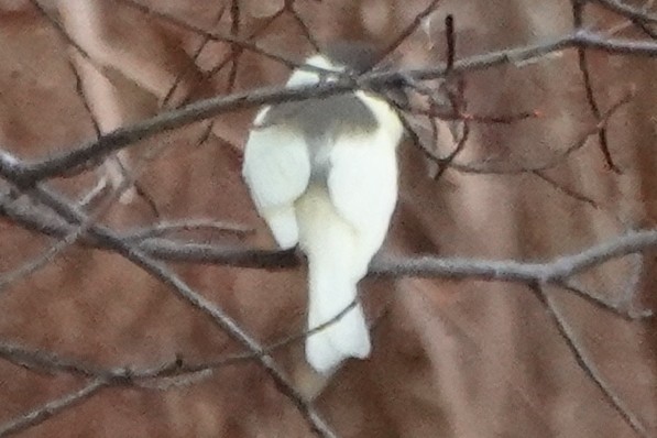 Eastern Phoebe - ML625884550