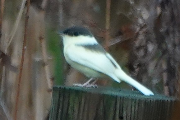Eastern Phoebe - ML625884551