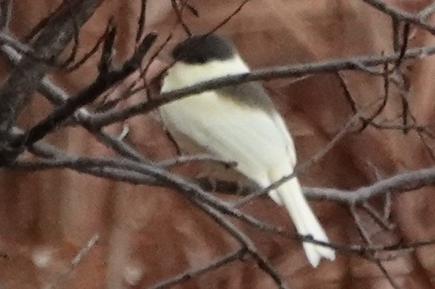 Eastern Phoebe - ML625884552