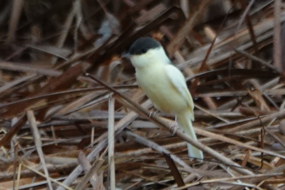 Eastern Phoebe - ML625884553