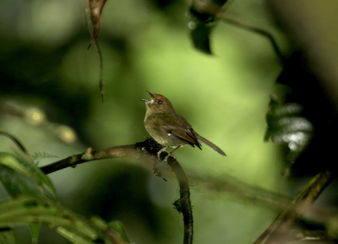 Photos - Hazel-fronted Pygmy-Tyrant - Pseudotriccus simplex