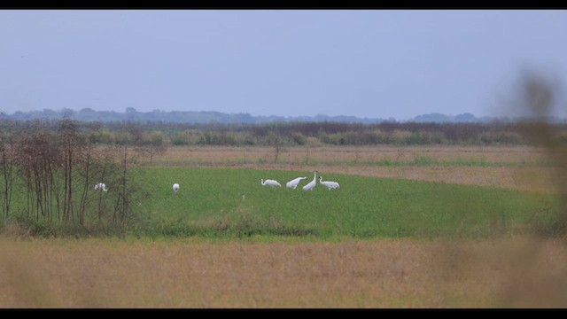 Whooping Crane - ML625884645