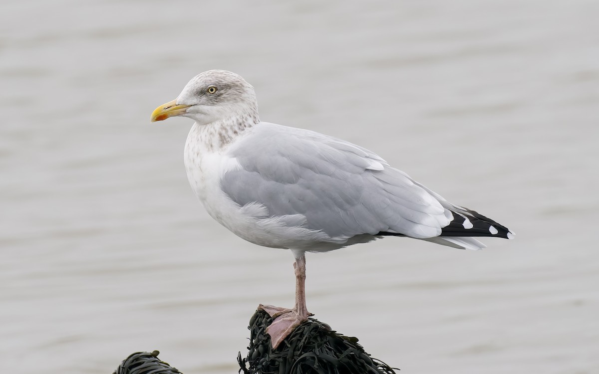 European Herring Gull - ML625885170