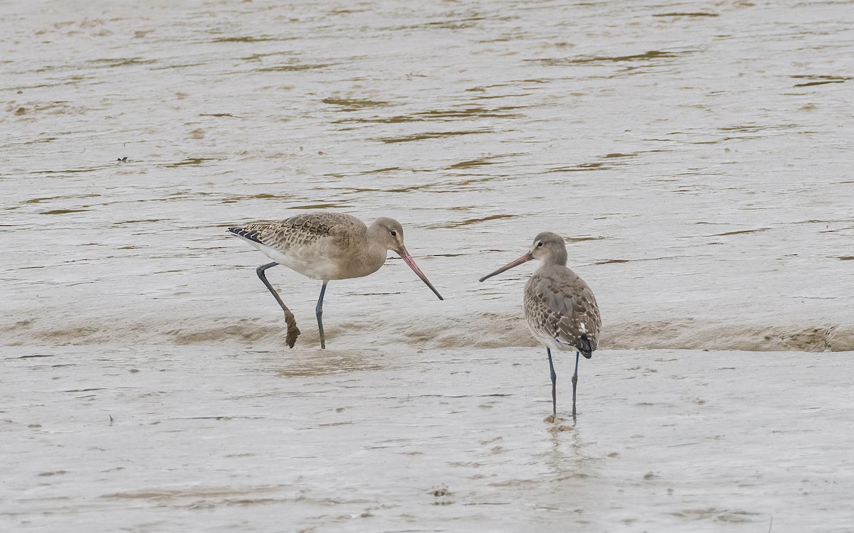 Black-tailed Godwit (Icelandic) - ML625885185