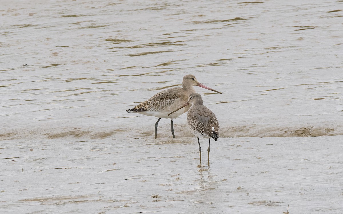 Black-tailed Godwit (Icelandic) - ML625885189