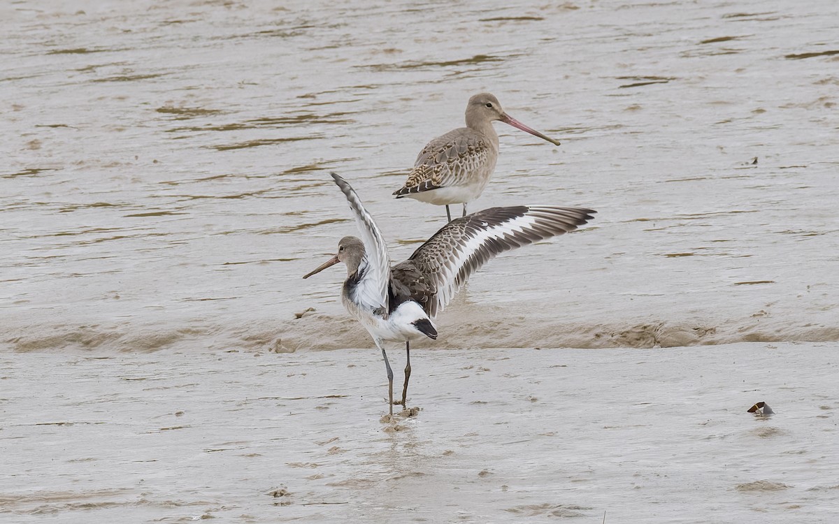 Black-tailed Godwit (Icelandic) - ML625885202