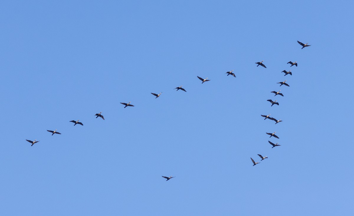Double-crested Cormorant - ML625885343