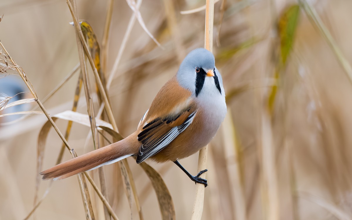 Bearded Reedling - ML625885348