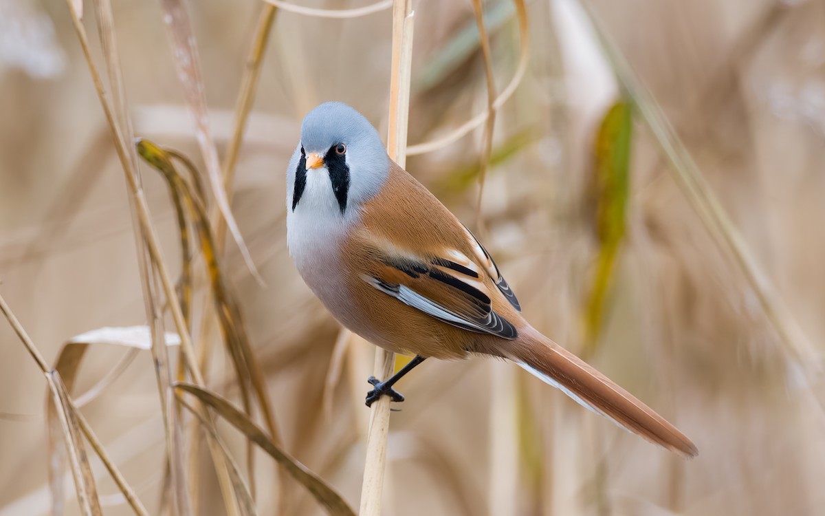 Bearded Reedling - ML625885351