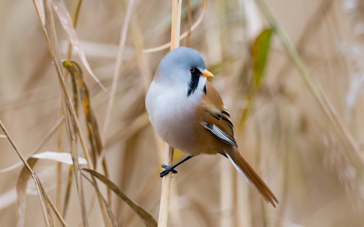 Bearded Reedling - ML625885356