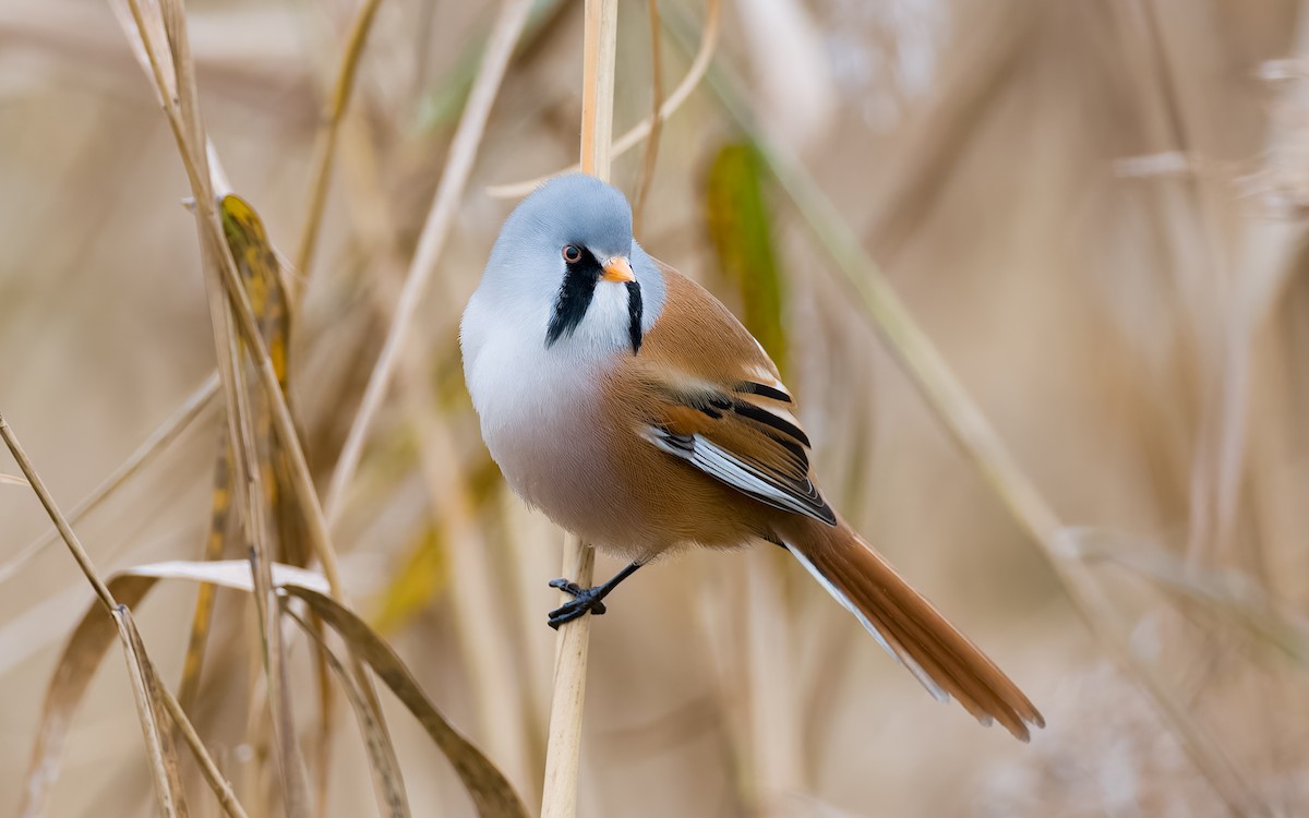 Bearded Reedling - ML625885357