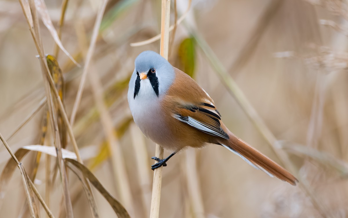 Bearded Reedling - ML625885360