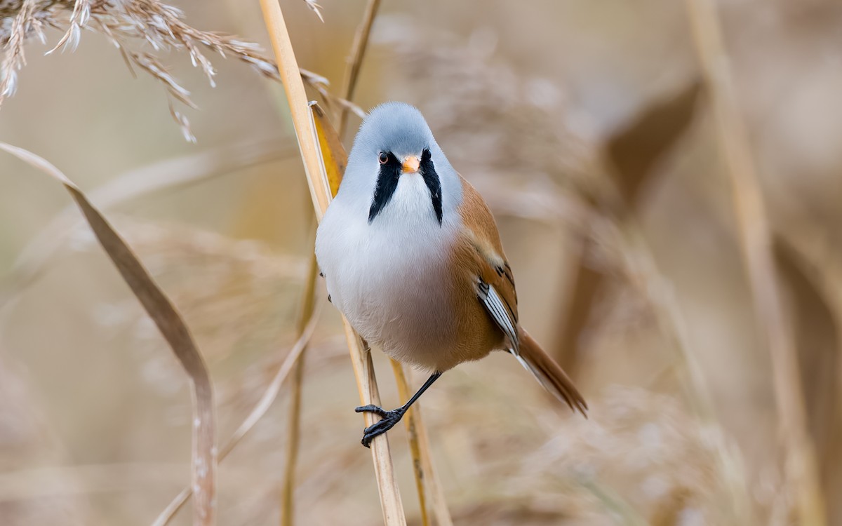 Bearded Reedling - ML625885363