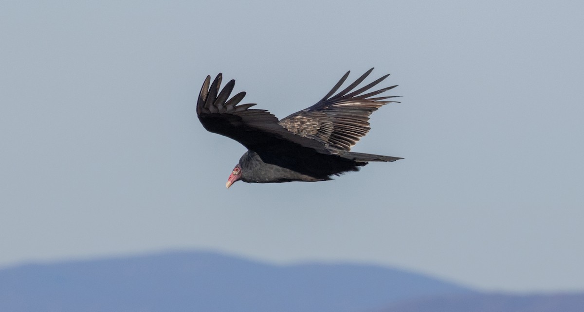 Turkey Vulture - ML625885369